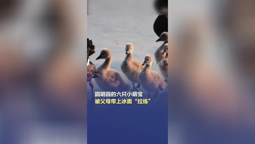 2025管家婆资料大全香港王中王,玻璃做的裂空爪,多元化方案执行策略_纪念版V13.30